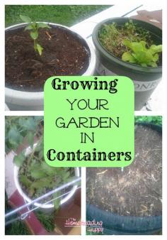 
                    
                        Container gardening is a great way to grow your own food if you have limited space~TheHomesteadingHippy #homesteadhippy #fromthefarm #gardening
                    
                