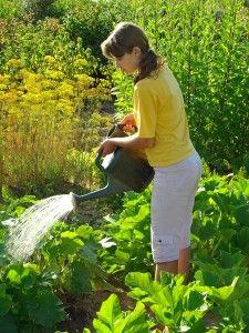 
                    
                        A Guide for Using Tap Water in Your Garden
                    
                
