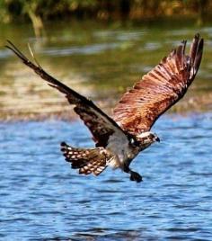 
                    
                        How to Photograph Birds in Flight Using a DSLR Digital Camera - Picture Tips and Techniques
                    
                