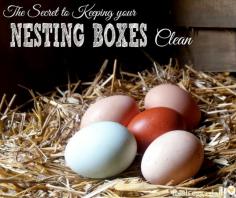 
                    
                        The Secret to Keeping your Nesting Boxes Clean - Block those Boxes! | Fresh Eggs Daily®
                    
                