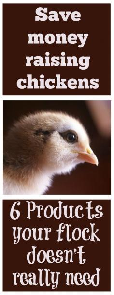 
                    
                        Save money raising chickens: 6 products your flock doesn't really need
                    
                