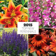 
                    
                        There's a new crop of perennial flowers ready for you to try in your garden. Here's a look at some of our favorite newcomers. Watch for them in garden centers this spring.
                    
                
