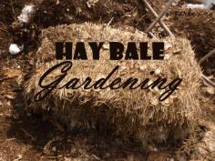 
                    
                        Hay Bale Gardening - that old moldy bale of hay is good for something
                    
                
