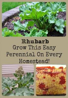
                    
                        Rhubarb, How To Grow This Easy Perennial For Every Homestead via Better Hens and Gardens
                    
                
