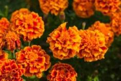 
                    
                        french-marigolds
                    
                