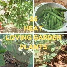 
                    
                        26 Heat Loving Garden Plants That You Can Grow | Blue Yonder Urban Farms |  blueyonderurbanfa...
                    
                