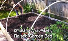 
                    
                        DIY Ultimate Auto-Wicking Raised Garden Bed
                    
                
