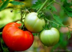 
                    
                        12 Tips For Growing Terrific Tomatoes - Photo by Manjith Kainickara/Flickr (UrbanFarmOnline.com)
                    
                
