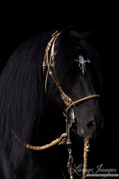 
                    
                        Black Peruvian Paso Portrait  Fine Art Horse by WildHoofbeats
                    
                