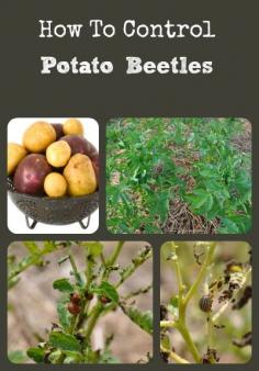 
                    
                        Simple organic ways to rid your garden of those nasty potato beetles - they can totally destroy your potatoes, tomatoes, eggplants, and peppers in no time!
                    
                