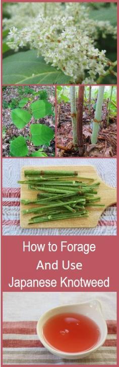 
                    
                        Japanese knotweed is a non-native invasive plant in the US, which is not only edible, but delicious. Forage for this plant to make room for native plants, use it for juice, or in baked goods as a substitute for rhubarb. This post explains how to find it, identify it, and juice it. I use the juice for popsicles in a subsequent post.
                    
                