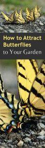 
                    
                        How+to+Attract+Butterflies+in+Your+Garden
                    
                