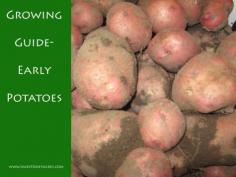 
                    
                        Early Potatoes
                    
                