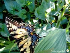
                    
                        How to Plant an Edible Butterfly Garden That You and Your Chickens Can Enjoy Too | Fresh Eggs Daily®
                    
                