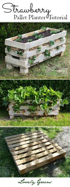 
                    
                        Grow strawberries in small spaces with this project tutorial on how to build and plant up a better Strawberry planter using a single wooden pallet #gardening
                    
                