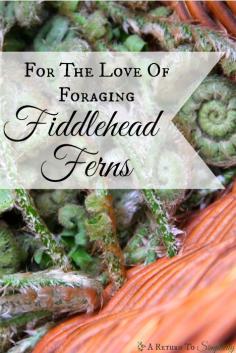 
                    
                        Fiddlehead ferns are one of the easiest greens to forage, and their tender green fronds add a delicious twist to your spring menu.  Foraging for fiddlehead ferns | areturntosimplici...
                    
                