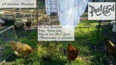 
                    
                        Why we love small space homesteading in suburbia! We raise chickens, bees, and have raised bed gardens! #gardenchat #chickens #ediblegarden #farmlife
                    
                