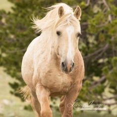 
                    
                        Cloud Comes Up the Hill  Fine Art Wild Horse by WildHoofbeats
                    
                