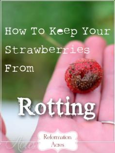 
                    
                        There is one easy thing you can do to keep your strawberries from rotting.
                    
                