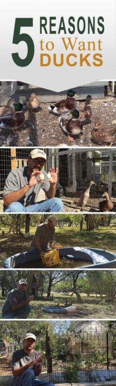 
                    
                        5 Reasons to Want Ducks - We love our chickens, but the ducks have a special place in our heats and on the Daddykirbs Farm.
                    
                