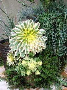 
                    
                        i've never been a huge fan of succulent gardens - imagine ugly 60's "low maintenance" yards with lots of rocks and overgrown succulents - but there are some beautiful species out there.  think i'm ready to try something in a container...
                    
                