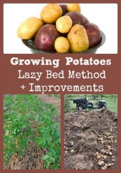 
                    
                        A super easy way to grow awesome homegrown potatoes via Better Hens and Gardens
                    
                