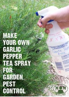 
                    
                        Need something natural, yet effective, to kill off the bugs that are eating all of your garden crop? Try this Garlic Pepper Tea Spray from MomwithaPREP.com
                    
                