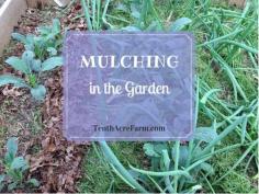 
                    
                        Mulching in the Garden - Using perennials such as comfrey as a living mulch.
                    
                