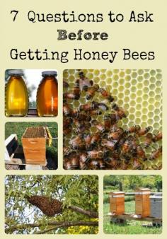 
                    
                        These are seven basic questions you should consider carefully before committing to caring for honey bees via Better Hens and Gardens
                    
                