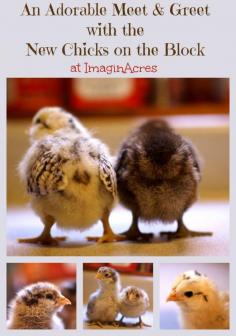 
                    
                        Meet the New Chicks on the Block!
                    
                