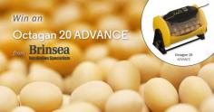 
                    
                        Want to  incubate and hatch your own clutch of eggs? Check out the Brinsea Incubator Sweepstakes
                    
                