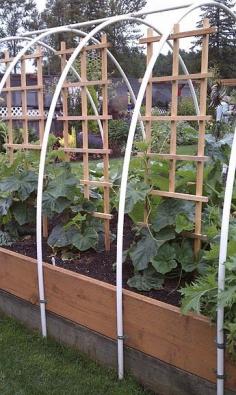 
                    
                        Raised beds are a popular way to grow vegetables, and there are all kinds of styles. This raised bed is really done nicely. It can be covered as seasons change by spreading bird netting or greenhouse plastic over the pvc arches, plus tall plants can be grown on the trelises.  Click on the link and take the time to read the comments. (No plans given, but the picture seems easy to figure out.)
                    
                