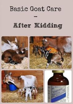
                    
                        Description of the steps that should be taken in caring for the goat kids and doe after the doe freshens via Better Hens and Gardens
                    
                