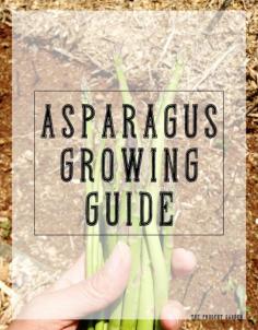 
                    
                        Asparagus Growing Guide|Cream of Asparagus and Spinach Soup
                    
                
