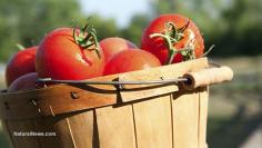 
                    
                        Include these companion plants in your garden to help grow tomatoes
                    
                