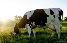 
                    
                        Produce fresh milk for home use and dairy projects by introducing a dairy cow to your farm.
                    
                