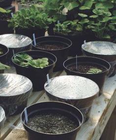 
                    
                        10 Seed-Starting Tips
How a practiced propagator gets seedlings off to a healthy start
                    
                