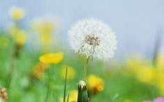 
                    
                        5 Reasons Dandelions Don't Deserve to Be Called a Weed
                    
                