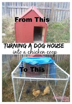 
                    
                        Upcycle an old dog house into a great little coop for your flock! Here's how! The Homesteading Hippy #homesteadhippy #theurbanchicken #fromthefarm #diy #upcycle
                    
                