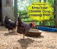 
                    
                        chicken coop freshness in five easy steps.  There's no reason to hold your nose in the chicken coop!
                    
                