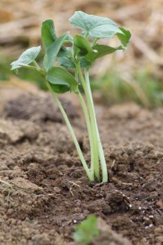 
                    
                        We add compost to each hole when we plant our young vegetable seedlings.
                    
                