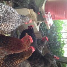 
                    
                        The Hens at 1840 Farm using the BriteTap Chicken Waterer
                    
                