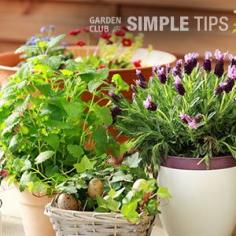 
                    
                        Combine Big Flavors in Small Places | Garden Club
                    
                
