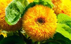 
                    
                        The cheerful sunflower is the focus of new innovation with even pollen-free   varieties being created
                    
                