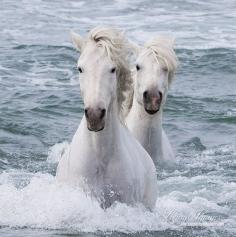 
                    
                        Sea Horse Twins  Fine Art Horse Photograph  Horse by WildHoofbeats
                    
                