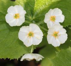 
                    
                        Skeleton Flower Info: How To Grow Skeleton Flowers -  Also known as umbrella plant, the skeleton flower is a marvel in foliar and flower form. What is a skeleton flower? This amazing plant has the ability to turn its flowers translucent. Click this article to learn more about the plant.
                    
                