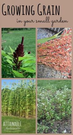 
                    
                        You can grow gluten free grains like amaranth, buckwheat, and sorghum right in your backyard.
                    
                