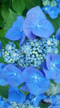 
                    
                        Showy blue hydrangea: grown in the Pacific Northwest by my  Grandmother Miss Ina Mae:  photo credit: Charlotte Wiedow: 6/2015
                    
                