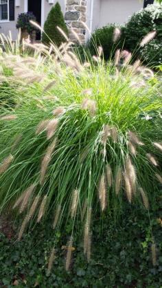
                    
                        Fountain Grass - Species. This gets to be about 3 to 4 feet tall ad wide. I love it! See more great grasses. www.landscape-des...
                    
                