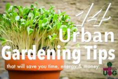 
                    
                        14 Urban Gardening Tips That Will Save You Time, Energy & Money
                    
                